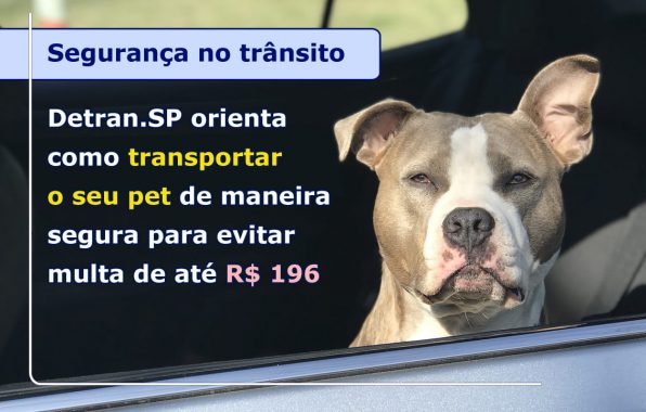 DETRAN.SP ORIENTA COMO TRANSPORTAR O SEU PET DE MANEIRA SEGURA PARA EVITAR MULTA DE ATÉ R$ 196